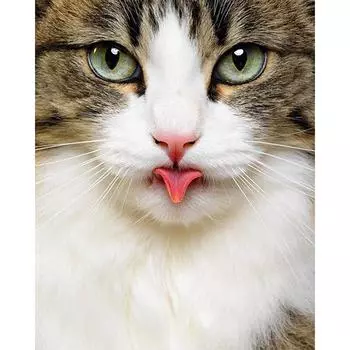 5D DIY животное кошка алмазная живопись полный угол алмазная вышивка украшение дома 20X30CM