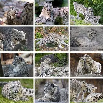 5D DIY животное снежный барс алмазная живопись горный хрусталь художественная картина полная Алмазная вышивка мозаика вышивка крестиком подарок домашний декор Full Round 20x30CM