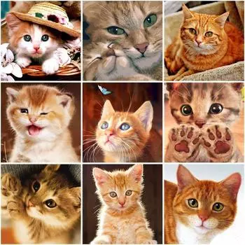 5D круглая алмазная картина милый кот животное картина вышивка мозаика дизайн ремесла домашний декор подарок Full Round 20x30CM