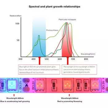 5M LED Phytolamps Full Spectrum LED Grow Light Strips 12V Phyto Lamp Fitolamp For Plants Flowers Vegetable Seeds Seedling Lamp 5m 300LEDs
