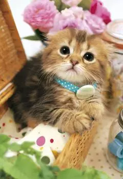 600 Piece Jigsaw Puzzle Uruuru Cat Very Small Piece (26x38cm)