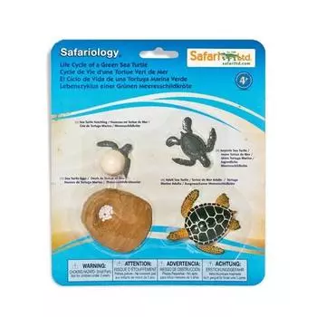 662316 Life Cycle of a Green Sea Turtle, 1 unit, popular toys in Korea