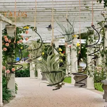 6 шт. держатель для воздушных растений металлический подвесной контейнер для тилландсии регулируемый вихревой держатель для воздушных растений для домашнего офиса балкона садовый декор Sets