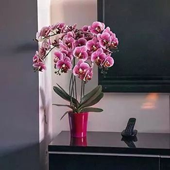 6 шт. искусственные стебли орхидеи, искусственные цветы фаленопсиса, настоящие сенсорные орхидеи, стебли искусственных цветов, искусственные орхидеи для домашнего декора белый