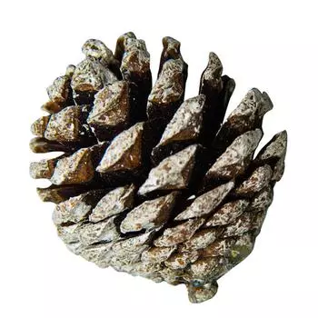 6 штук реалистичные сосновые шишки для украшения рождественской елки украшения шишки