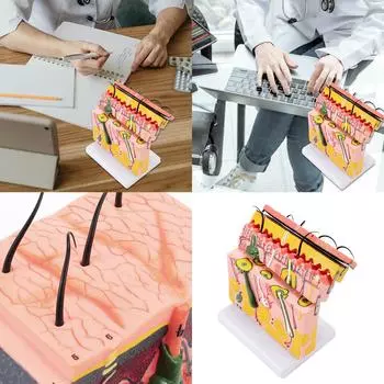 70-кратное увеличение модели кожи, анатомическая модель кожи, учебный инструмент для изучения естественных наук в классе, дисплей для обучения медицине