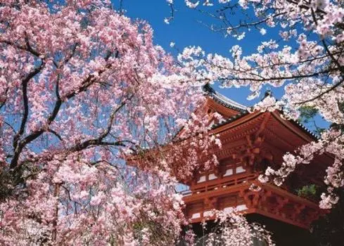 759 Small Piece Puzzle Master Spring Scenery Ninnaji-Kyoto (38x53cm)