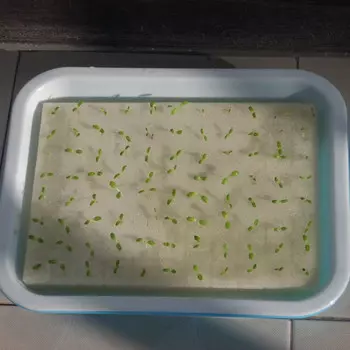 96 шт., губка для рассады, беспочвенная гидропоника, овощи, детские горшки, семенные культуры, беспочвенная система выращивания, губка белый