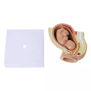 9-месячный ребенок, плод, плод, беременность, человеческая беременность, развитие плода, медицинская модель