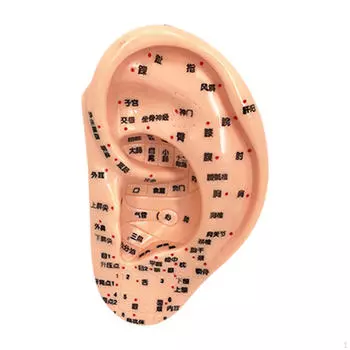 Акупунктурная рефлексотерапия Модель уха Демонстрация образовательной симуляции Мягко помогающая Универсальная 22cm