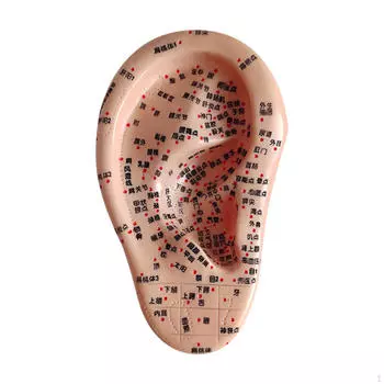 Акупунктурная точка человеческого уха Аурикулярная модель Высокомоделированная практика Учебное пособие для обучения Right