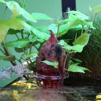Аквариумный контейнер для растений с 2 чашками, аксессуар для аквариума, обновление декора Fixed