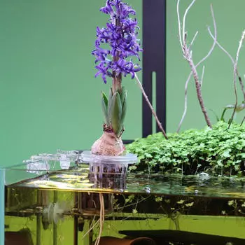 Аквариумный кубок, аквариум с растениями, ландшафтный дизайн на вершине украшения, портативный, акватический fixed