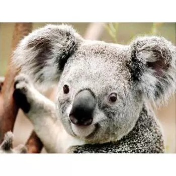 Алмазная 5D Алмазная картина Коала Алмазная вышивка Крестиком Горный хрусталь Мозаика Картина 20X30CM