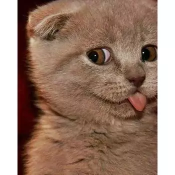 Алмазная картина 5d Кот Круглые стразы Картинки Вышивка крестом Мозаика Дом 20X30CM