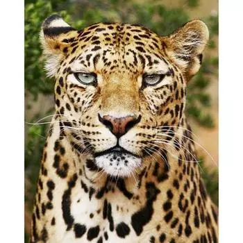 Алмазная картина 5d Животное Леопард Алмазная вышивка Полный дисплей Алмазная мозаика Вышивка крестом 20X30CM
