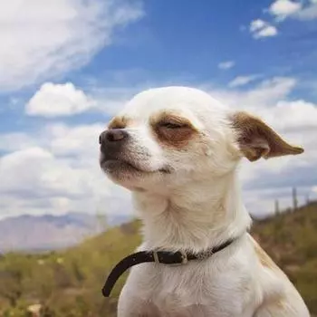 Алмазная картина Алмазная картина Полная дрель Круглая алмазная вышивка Счастливая собака Чихуахуа Алмаз 20x20CM