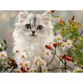 Алмазная картина Белые котята Вышивка крестиком со стразами Домашний декор Подарок Цветок ромашки 20X30CM