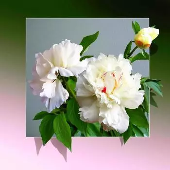 Алмазная картина Цветок Алмазная картина 5D Наборы для вышивки крестом Алмазная живопись 20*20cm