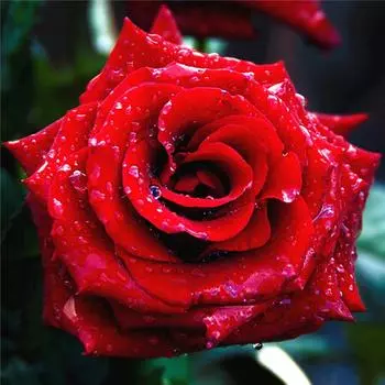 Алмазная картина Цветок Алмазная картина 5D Полная вышивка крестиком Алмазная картина Полная дрель 20*20cm