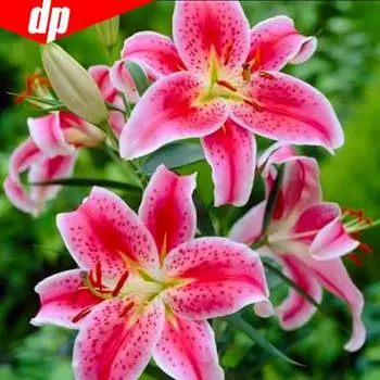 Алмазная картина Цветок Полная круглая луна Горный хрусталь Картина Вышивка Алмазная мозаика Вышивка крестом 30x30