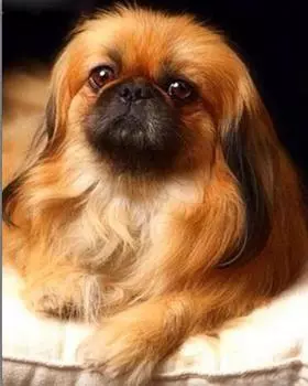 Алмазная картина Домашняя собака Алмазная художественная мозаика Набор для вышивания Алмазная вышивка Стразы Живопись 15*20cm