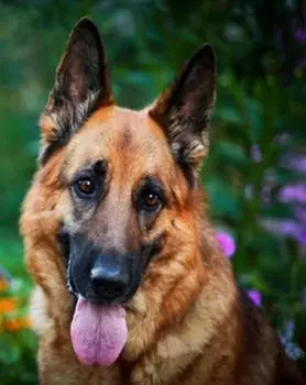 Алмазная картина Домашняя собака Алмазная картина 5D Новое поступление Набор для вышивания Алмазные точки Картина Мозаика 15*20cm