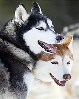 Алмазная картина Домашняя собака Алмазное искусство Полная дрель Вышивка крестом Алмазная живопись Полная дрель 15*20cm