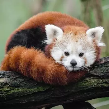 Алмазная картина Грустные белки Вышивка крестиком Алмазная вышивка Узоры Стразы Алмазная мозаика 30x30CM