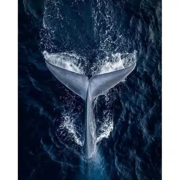 Алмазная картина Хвосты китов Поверхность Морские фотографии Круглая 5d Алмазная вышивка Алмазная вышивка крестом 20X30CM