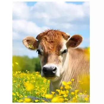 Алмазная картина Корова 5D Алмазная картина Набор Наборы для вышивки крестом ВышивкаАлмазная живопись Полная дрель Новые поступления 15*20cm