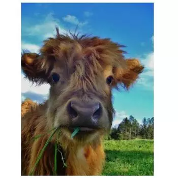 Алмазная картина Корова Алмазная вышивка Набор Наборы для рукоделия Алмазная живопись 15*20cm