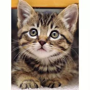 Алмазная картина «Кошка», полная круглая алмазная вышивка, животные, распродажа, вышивка крестиком, стразы, домашний декор 30x40 см/12x16 дюймов 30x40cm NO Frame