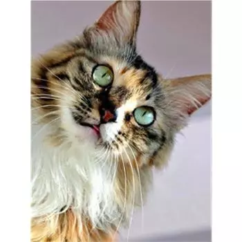 Алмазная картина Кот 5D Diy Алмазная вышивка Животное Мозаика Изображение Горный хрусталь Украшение дома 20X30CM