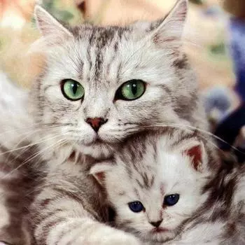 Алмазная картина «Кот и котенок», вышивка крестиком, стразы, рукоделие, Алмазная вышивка, полный бриллиант 30x30CM