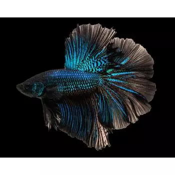 Алмазная картина Любовь Рыба 5d Бриллианты Вышивка Мультфильм Алмазная мозаика Украшение 20X30CM