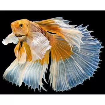 Алмазная картина Любовь Рыба 5d Бриллианты Вышивка Мультфильм Алмазная Мозаика Вышивка Крестом 20X30CM