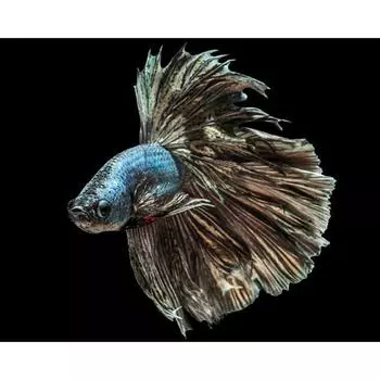 Алмазная картина Любовь Рыба 5d Бриллианты Вышивка Мультфильм Алмазная Мозаика Вышивка Крестом 20X30CM