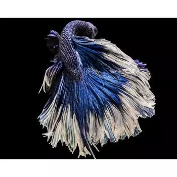 Алмазная картина Любовь Рыба Бриллианты Вышивка Мультфильм Алмазная мозаика Вышивка крестом Украшение 20X30CM