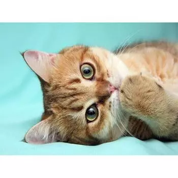 Алмазная картина Милый кот Прибытие Diy Алмазная вышивка Крестом Украшение дома 20X30CM