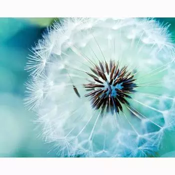 Алмазная картина Мозаика Белый одуванчик Алмазная вышивка со стразами Вышивка крестом Домашний декор 20X30CM
