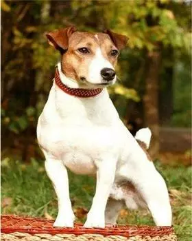 Алмазная картина Набор алмазной живописи животных Наборы для вышивки крестом ВышивкаНаборы для алмазной живописи Полная дрель 15*20cm