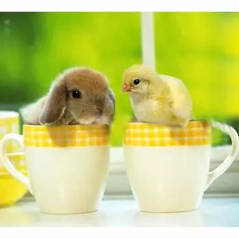 Алмазная картина Пасхальный кролик Цыпленок, круглая Алмазная вышивка, вышивка крестиком, Алмазная настенная живопись, ручная работа, подарок любви Full Round 20x30CM