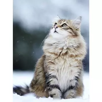 Алмазная картина Павлин, вышивка крестиком, Алмазная вышивка, животное, 5D DIY, полная круглая картина со стразами, домашний декор, подарок 20X30CM красный