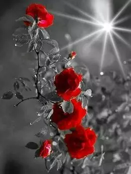 Алмазная картина Пейзаж 5D Алмазная картина Мозаика Вышивка крестом Наборы для алмазной живописи 15*20cm