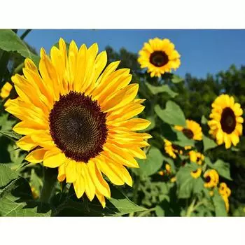 Алмазная картина Подсолнух, полная алмазная мозаика, вышивка цветком, стразами, украшение дома 30x40 см/12x16 дюймов 30x40cm NO Frame