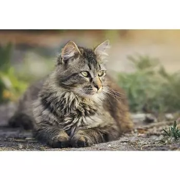 Алмазная картина, полная дрель, кошка, алмазная мозаика, вышивка крестом, животное 20X30CM