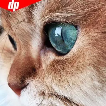 Алмазная картина, полная круглая поставка, кошка, вышивка крестом, животное, полный дисплей, горный хрусталь 30x30CM