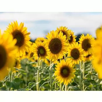 Алмазная картина, полный круглый комплект для вышивки крестом «Подсолнух», вышивка для взрослых, мозаичная картина, стразы для домашнего декора, 30x40 см/12x16 дюймов 30x40cm NO Frame