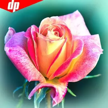 Алмазная картина Полный круглый Прибытие Цветок Алмазная мозаика Цветы Вышивка со стразами 30x30